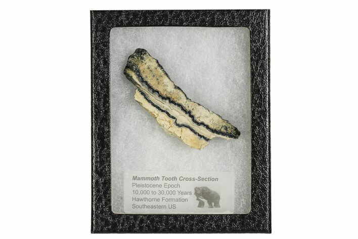 Mammoth Molar Slice With Case - South Carolina #106522